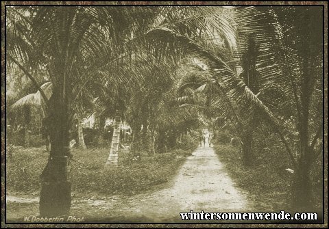 Coconut plantation, German East Africa.