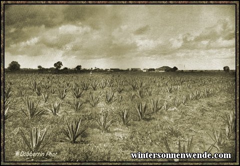 Young sisal plantation, German East Africa.