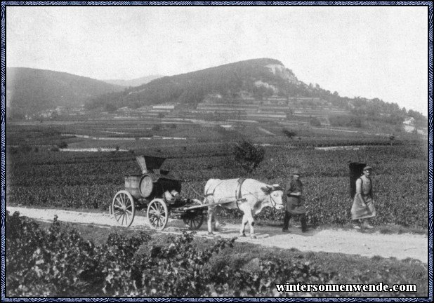 Weinernte in der Pfalz.