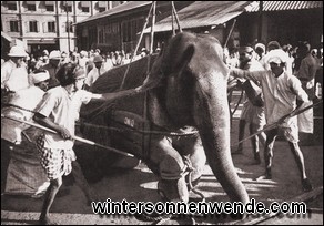 Elefanten werden zum Versand nach Deutschland verladen.