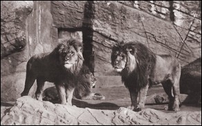 Berberlöwen in der Löwenschlucht.
