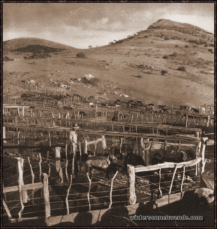 Typisches Gelände, in dem deutsche Farmer unter unvorstellbaren Mühen
die Karakulzucht zu großer Bedeutung gebracht haben. Das Bild zeigt einen Teil der
Gehege einer deutschen Zuchtfarm.