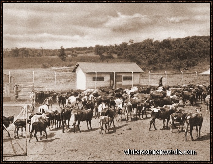 Mittagsstunde auf einer deutschen Farm auf Simba. Nur unermüdliche Arbeit und
harte Strapazen machen das Leben hier möglich. Schon wenige hundert Meter tiefer in der
Steppe machen 
Tsetse-Fliegen und Malaria das Farmen unmöglich.