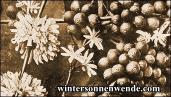 Kaffeezweig mit Blüten und Früchten.