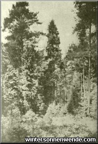 Urwaldähnlicher Bestand von Fichte und Kiefer
